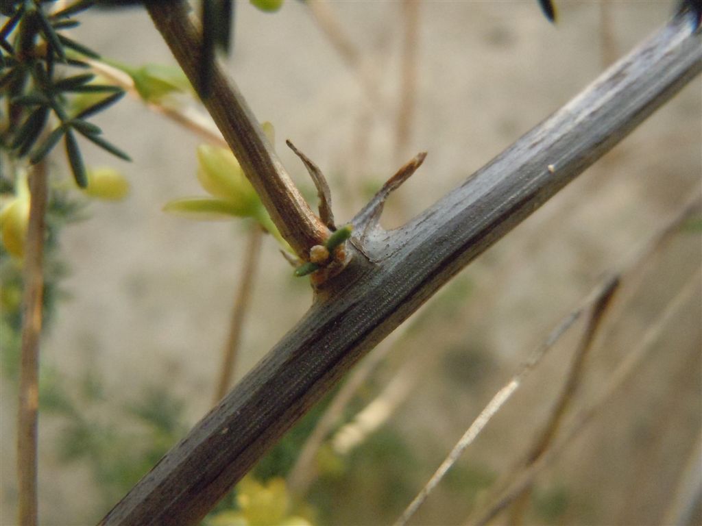 Asparagus acutifolius